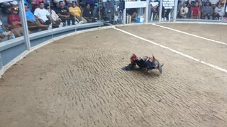 10 cocks NLGBA 🩷🩵  Ilocos norte