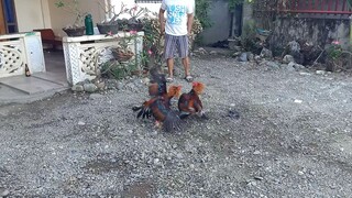 pagpagin pa natin mga bos amo ☝️🐓❤️ #ilocano nak