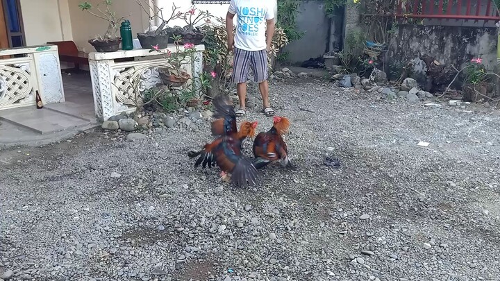 pagpagin pa natin mga bos amo ☝️🐓❤️ #ilocano nak