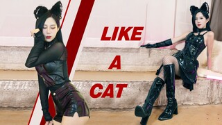 喵~ 我超野的！偷心小野猫谁来认领一下 ？♡ AOA猫步轻俏
