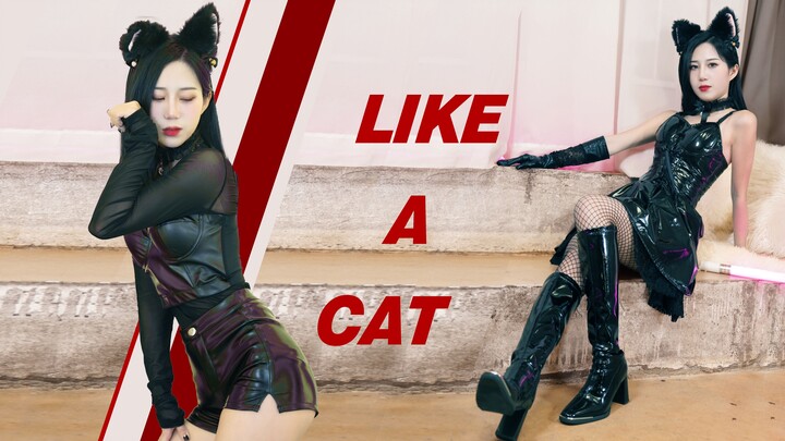 喵~ 我超野的！偷心小野猫谁来认领一下 ？♡ AOA猫步轻俏