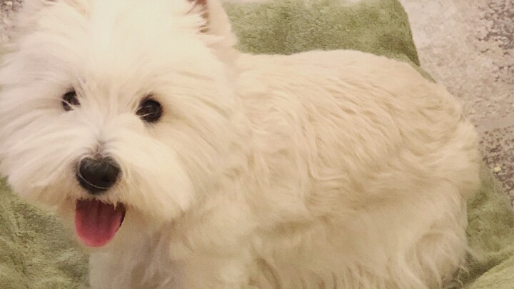 Waktu bermain harian｜Saya sebenarnya kalah dari anjing West Highland