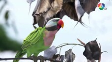 Người Mẹ Cá - 33A