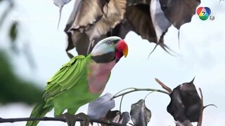 Người Mẹ Cá - 33A