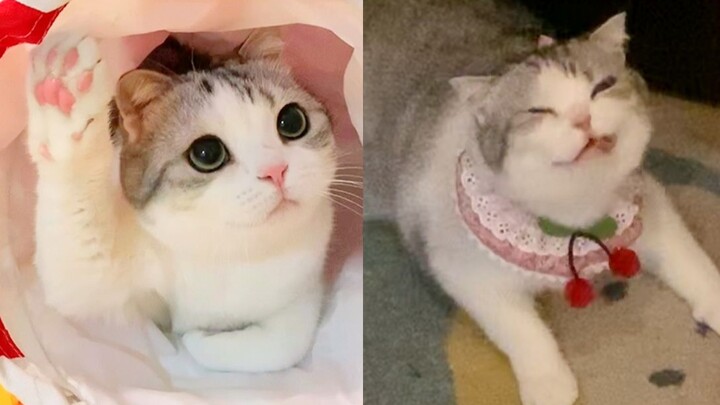 Kucing lucu ketika bersin berhasil diabadikan, foto hitam hari ini (1/1)