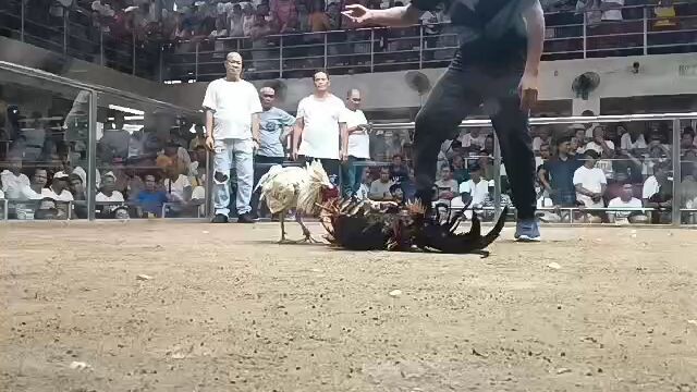 Bata Moko sakalam team willyz