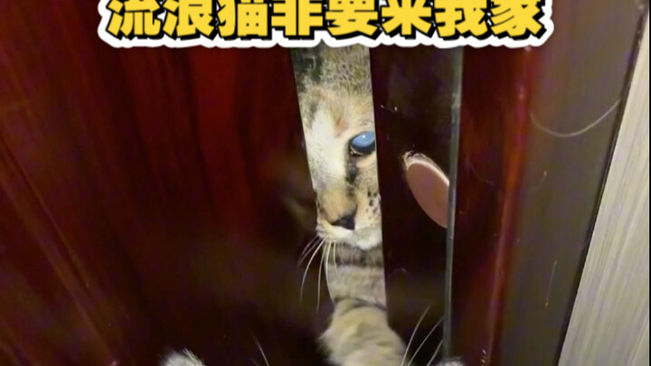 Three tricks to tame him! The calico cat always wants to run outside!