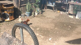 Hiraw nakatsamba, quality kalaban