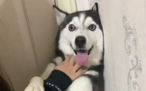 Masih ingat masalah masker di Zhengzhou tahun lalu? Saat persediaan langka, tinggal satu butir telur