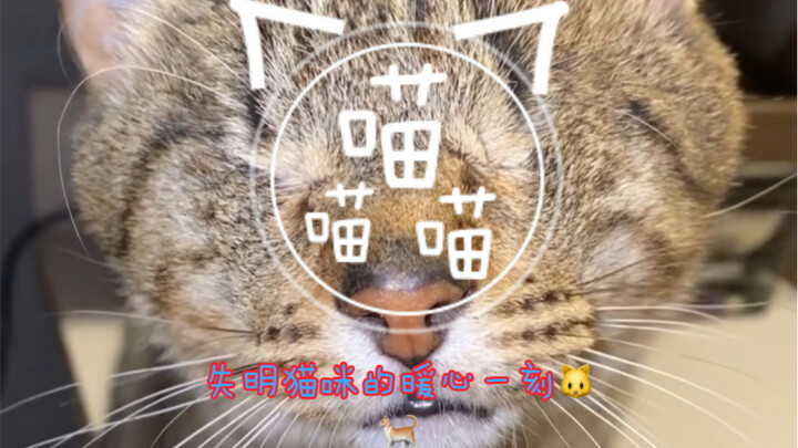 Feel the bond between cat and owner through love