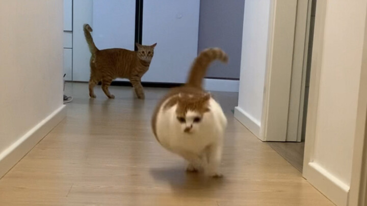 One’s super busy, the other’s totally clueless.