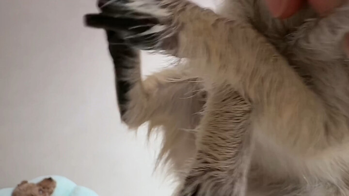 Kenapa kamu ngintipin dan numpahin milk tea-ku, trus kotorin komputerku juga!!