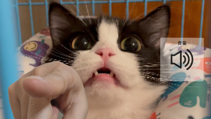 Trải nghiệm bị mèo bò sữa mắng té tát là như thế nào?