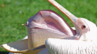 Why do pelicans often "spit out" their spines from their mouths?