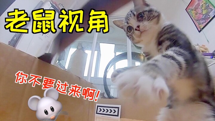 差点被自家猫吃了，我变成了老鼠 被猫追杀！
