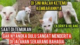Momen Kucing Yang Ekornya Hilang Karena Membusuk Di Oprasi Ketemu Kembaranya..!