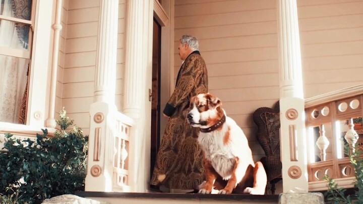 The pup faces workplace bullying, endures a life-or-death struggle, and ultimately rises to become t