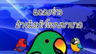 รีวิวนกแก้ว (อิเล็คตัส+บลูโกลด์มาคอว์) : แถลงข่าวการเข้าโรงพยาบาลสำเพ็ง EP.44