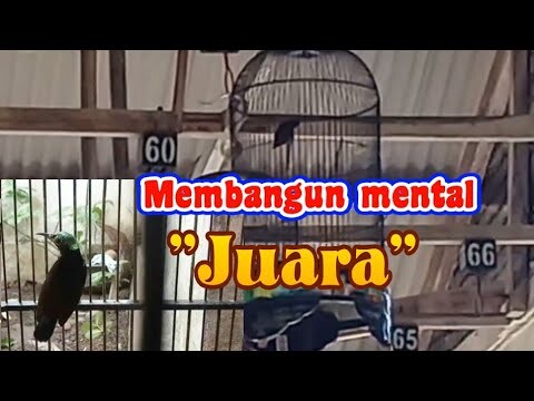 simulasi lomba konin tingkatkan mental.