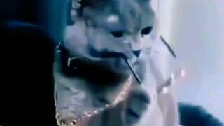 funny cats