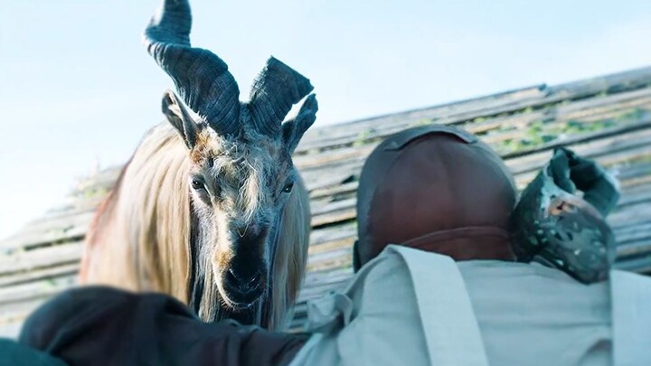 Ở độ cao vạn mét, người cứu mạng anh chàng lại chính là một con dê!