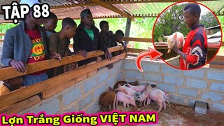 Người Dân Bản Địa Thích Thú Thấy Đàn Lợn, Team Lên Thành Phố Mua Lợn Chuẩn Giống Việt Nam ở Châu Phi