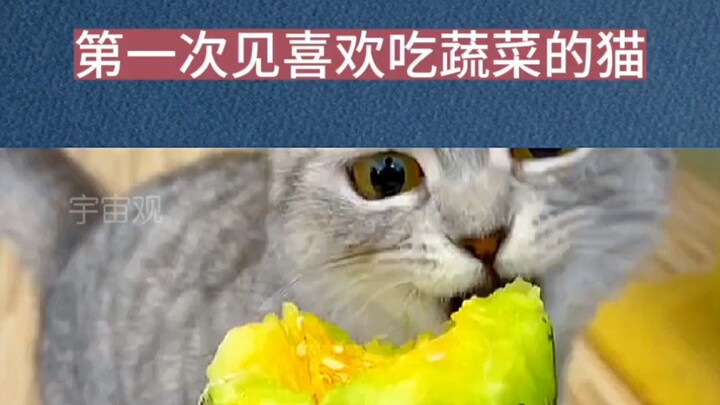 First time meeting a cat that loves eating vegetables
