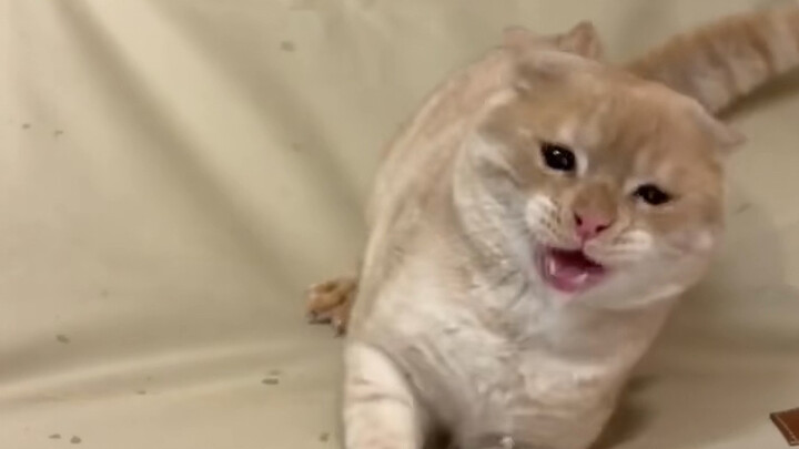 Android Cat cứ bị lag hoài