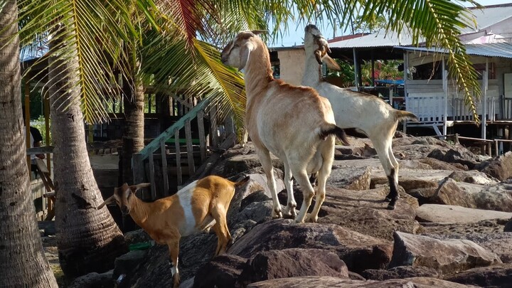 Kambing Makan Daun Kelapa di Atas Batu Laut