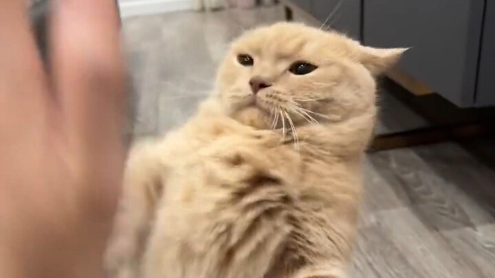 Master Miao, you can try cutting him down the middle.