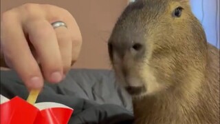 什么条件啊，居然在家里养卡皮巴拉...但是有一说一，这绝对是情绪最稳定的宠物！