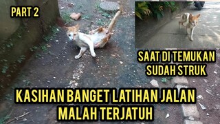 Kucing Sakit Struk Kalau Jalan Kaki Belakangnya Di Angkat Part 2 Latihan Jalan  Malah Jatuh..!