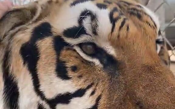 [Tiger] Yes, yes, that’s exactly how you touch me! So comfy!