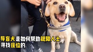 太聪明！看导盲犬如何巧妙帮助主人找到座位