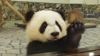 [Animals]Leisure time of panda mother and child in Japan