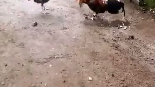 1st spar of straight Kelso vs bulik