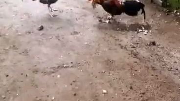 1st spar of straight Kelso vs bulik