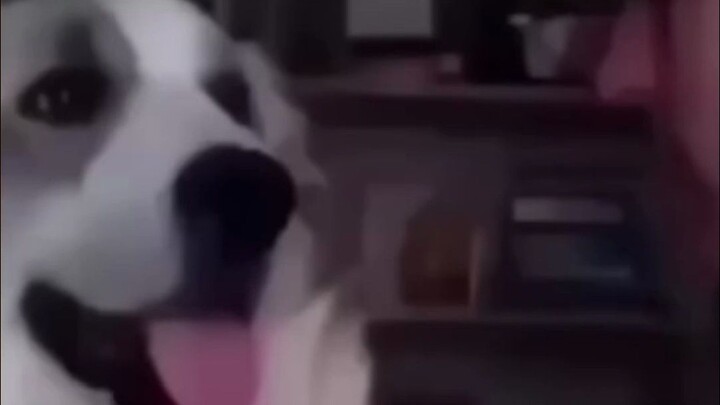 [Lồng tiếng động vật] Hôm nay trông bạn giống hệt một chú chó!