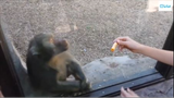 Monkeys react to magic #Dongvat