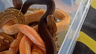 Snakelets 2025 #reticulatedpython #snake #ahas #python #snakes