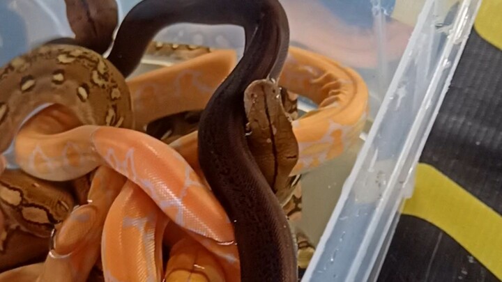 Snakelets 2025 #reticulatedpython #snake #ahas #python #snakes