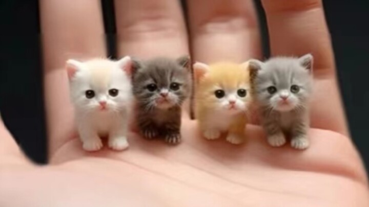 Apakah seluruh dunia akan menyukai kucing peliharaan yang menggemaskan dan penuh keceriaan?