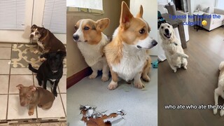 狗狗: 我承认 不是我干的