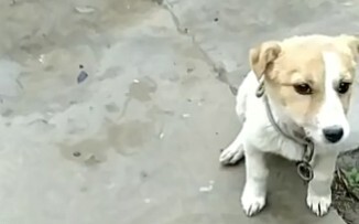 Hóa ra chính cậu mới là chó thật sự.