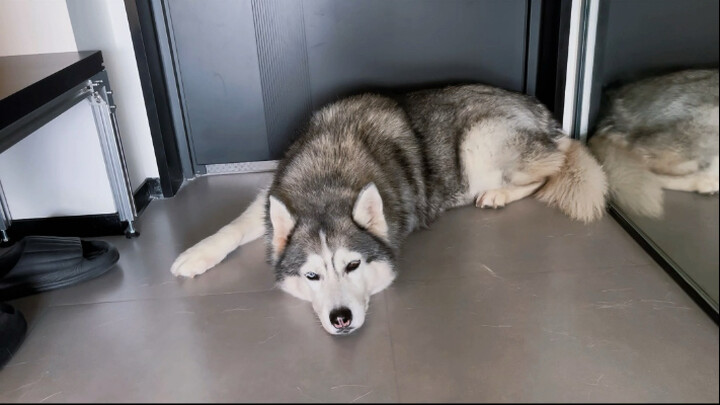 Dù có muộn đến đâu, cún con vẫn luôn chờ bạn về nhà.