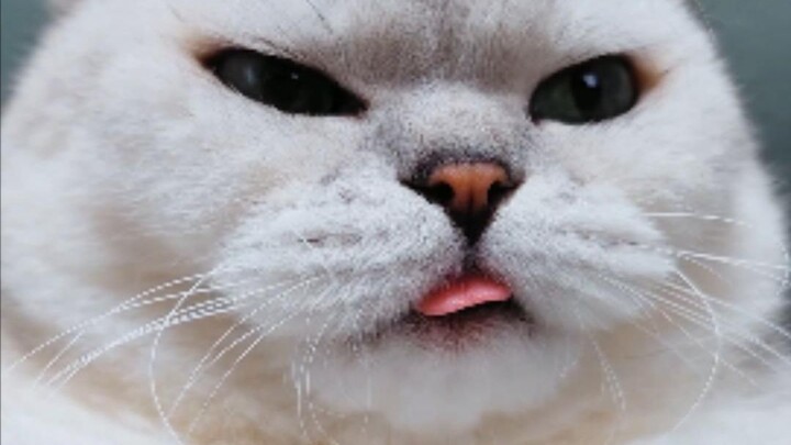 As expected, the ramen noodles have great elasticity~