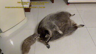 พังพอนจอมรบ ต่อสู้กับแรคคูน