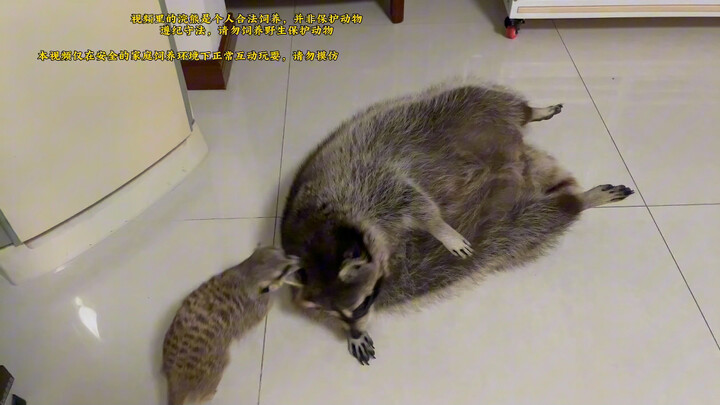 好战的狐獴，和浣熊打架