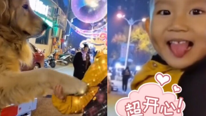 The cute kid wants to pet the golden retriever but doesn't dare to reach out—its reaction surprises 
