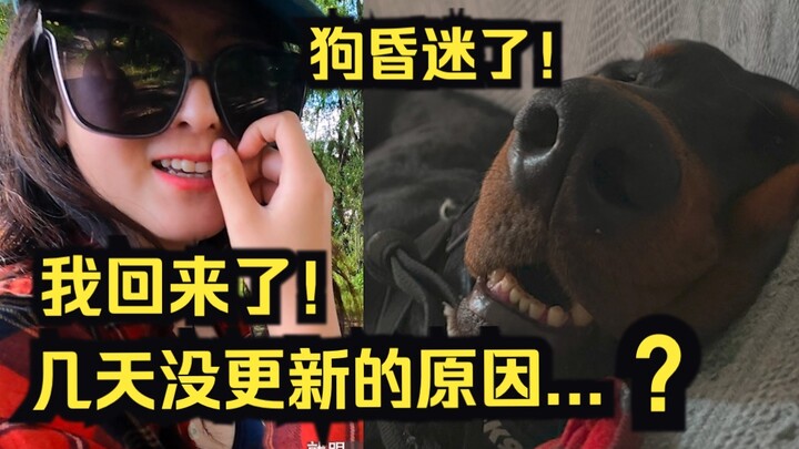 حسنًا، سأعترف: أربعة كلاب عادت من التبت ودخلت جميعها في غيبوبة مباشرة! اتصلت بسرعة بالمستشفى البيطري